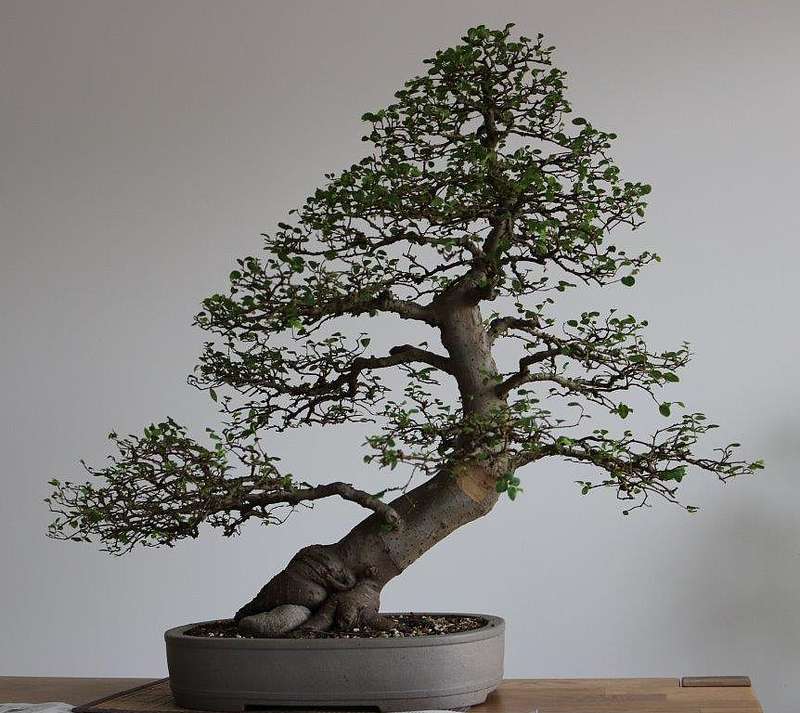 Ulmus_minor_chinensis_2018-04-15-1