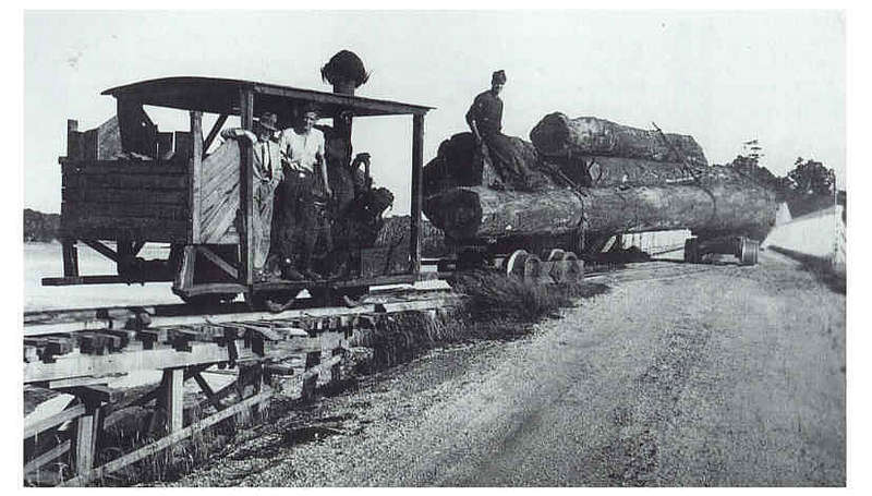 NZ_bush_tram_McGregor_1
