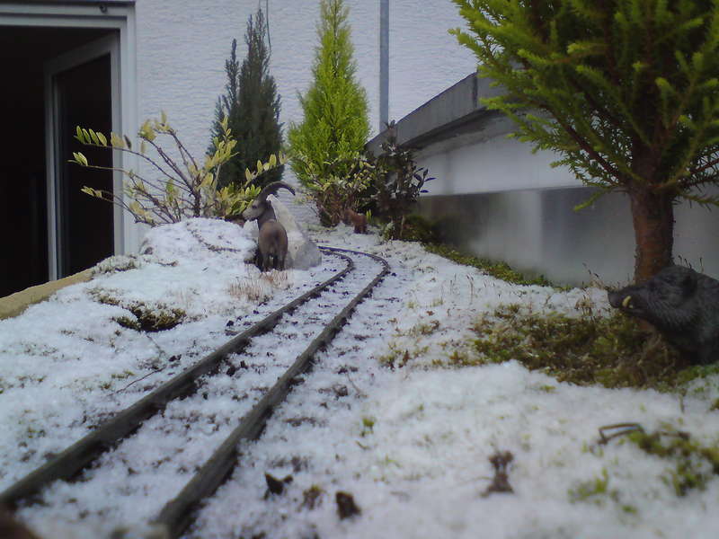 18 schneebock