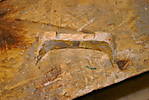 1136d_wag14.JPG