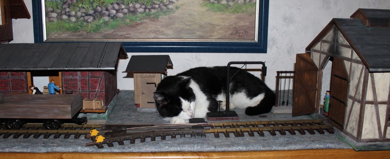 17Katzenbesuch