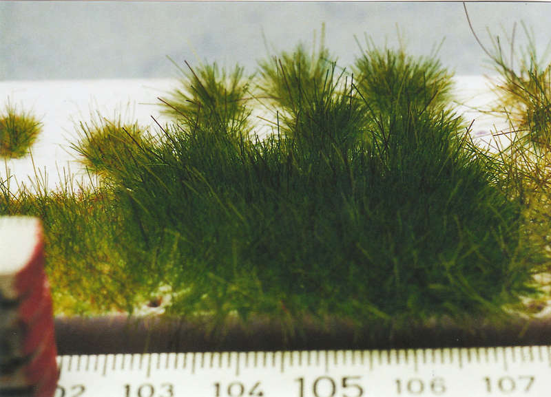 Gras15