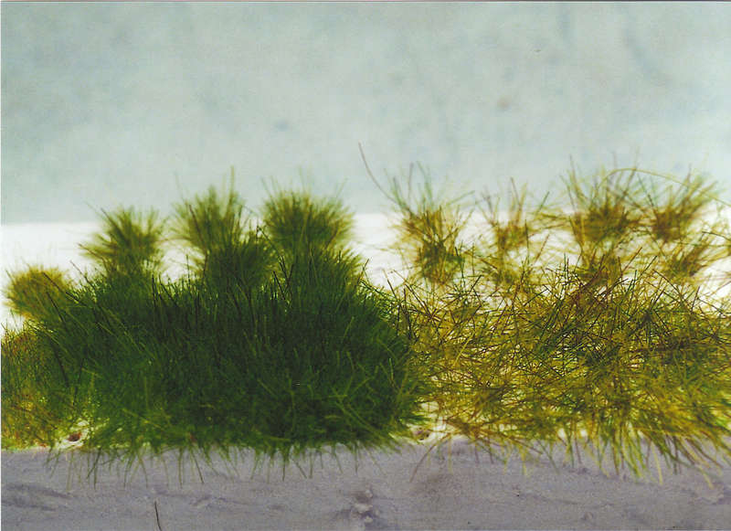 Gras20