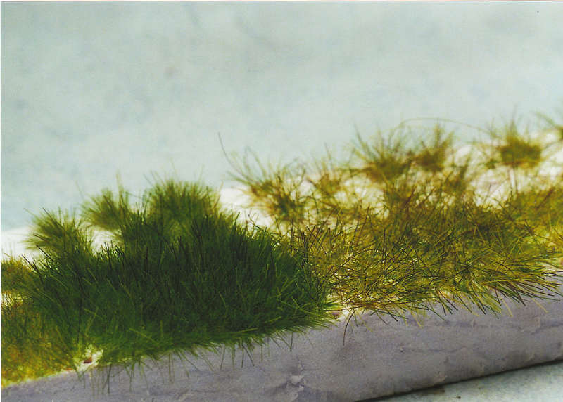 Gras24