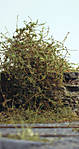 5715IMG_5528b.jpg