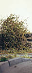 5715IMG_5531b.jpg
