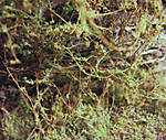 5715IMG_5533b.jpg