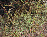 5715IMG_5535b.jpg