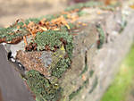 5715IMG_5829b.jpg