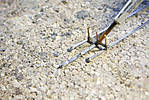 5715IMG_9402b.jpg