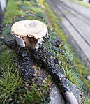 5715P1170704_b.jpg