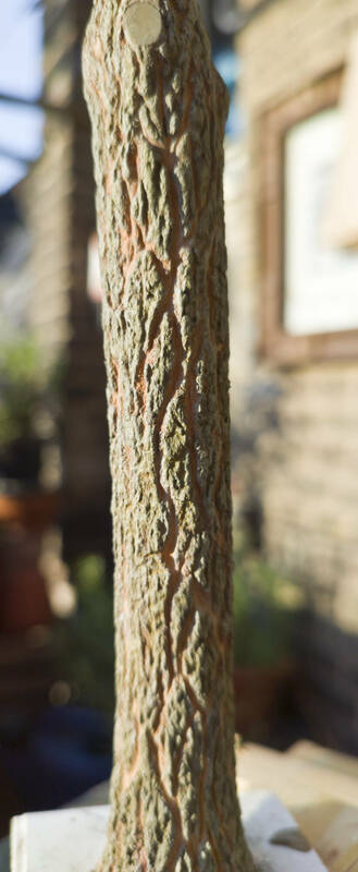 IMG_20230604_201255_1b