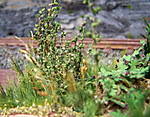 4346Aartalbahn_10_05_2013_a.jpg