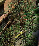 4346Aartalbahn_10_11_2013_a.jpg