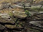 4346Aartalbahn_10_11_2013_b.jpg