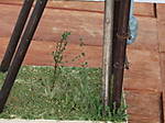 4346Aartalbahn_14_07_2015_b.jpg