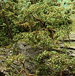 4346Aartalbahn_16_11_2014_f.jpg