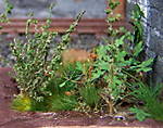 4346Aartalbahn_28_04_2013_c.jpg