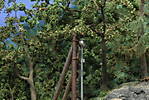 4346Aartalbahn_29_09_2014_c.jpg