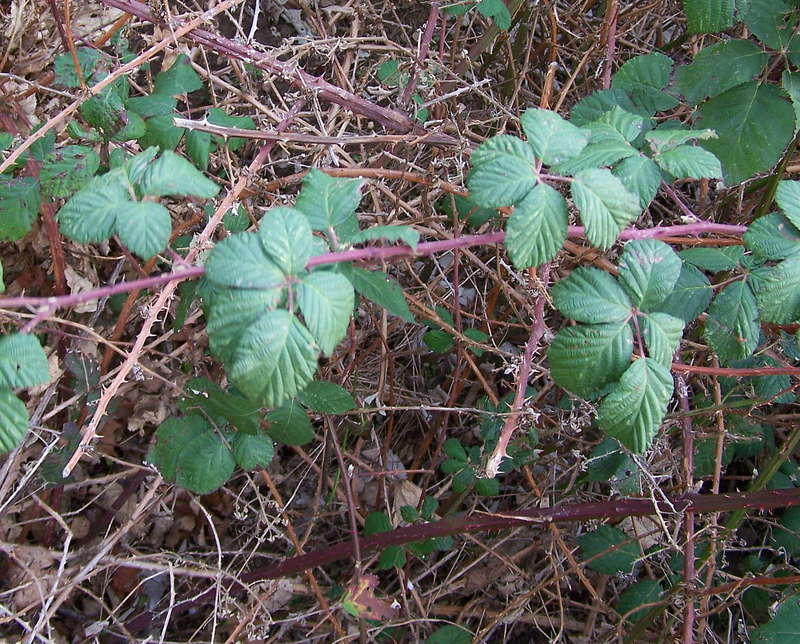 Brombeere 07.01.2013