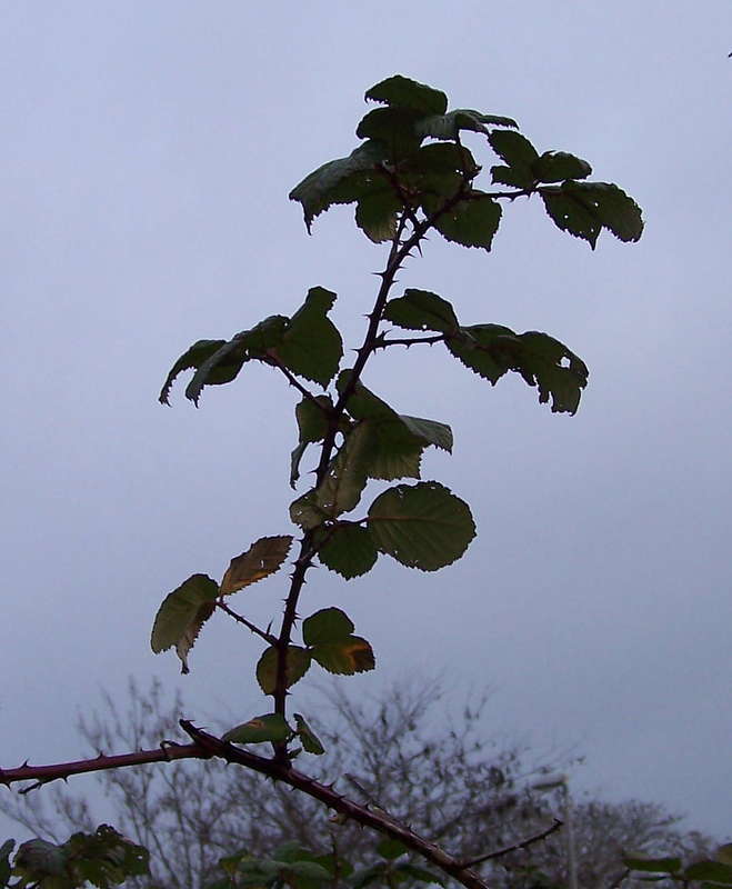 Brombeere 07.01.2013
