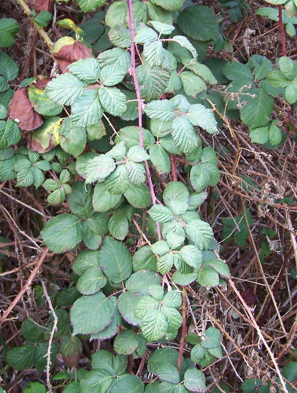 Brombeere 07.01.2013