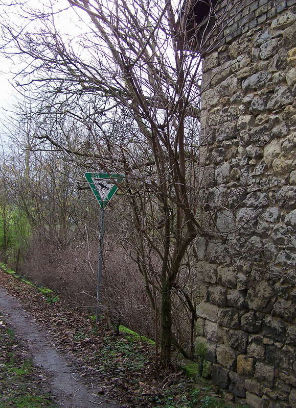 Holunder 04.01.2013
