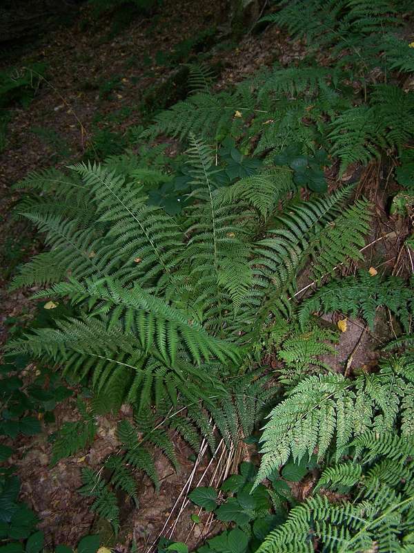 Wurmfarn 06.09.2012