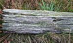 4346Altes_Holz_Wedemark_08_10_2012.jpg