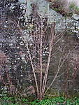 4346kleiner_Holunder_04_01_2013.jpg