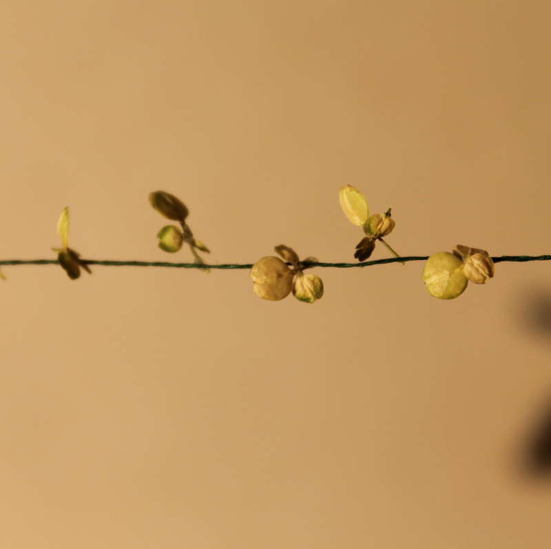 Bohnenblätter 28.05.2014
