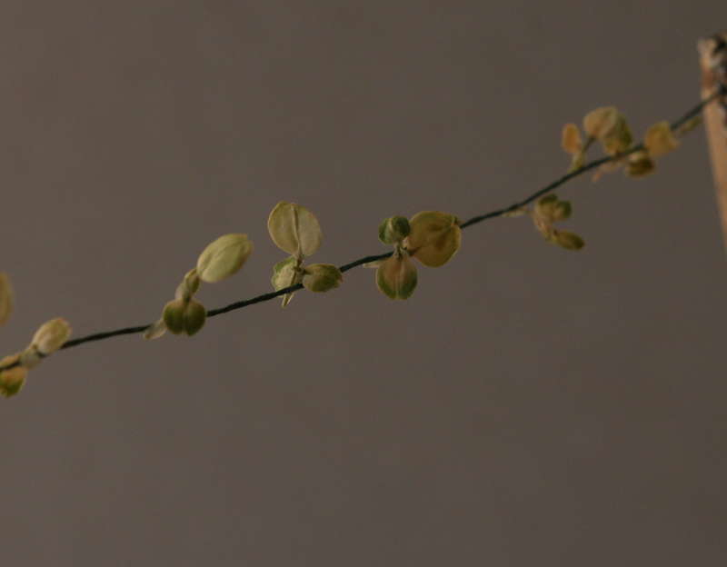 Bohnenblätter 28.05.2014