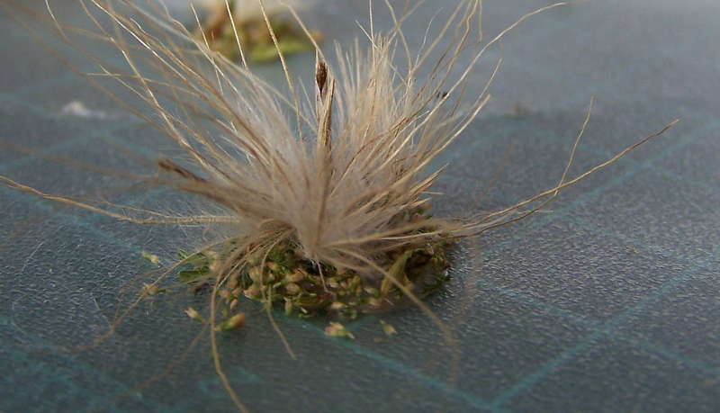 Gräser 30.12.2012