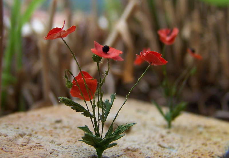 Mohnblume 4.8.13