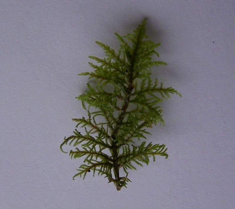 Thujaspross 01.01.2013