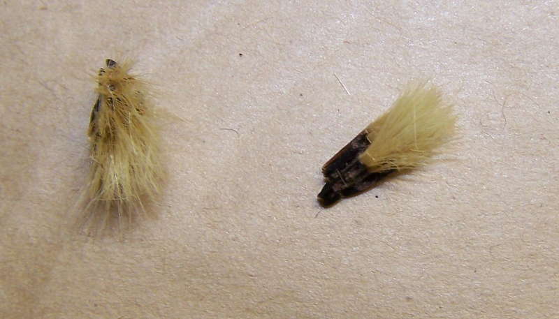 Wildpflanzen 26.12.2012