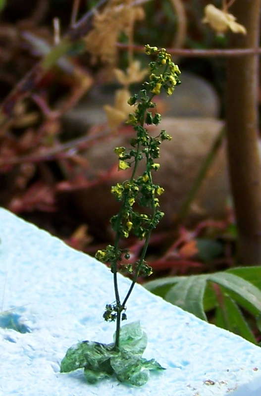 Verbascum 09.10.2013