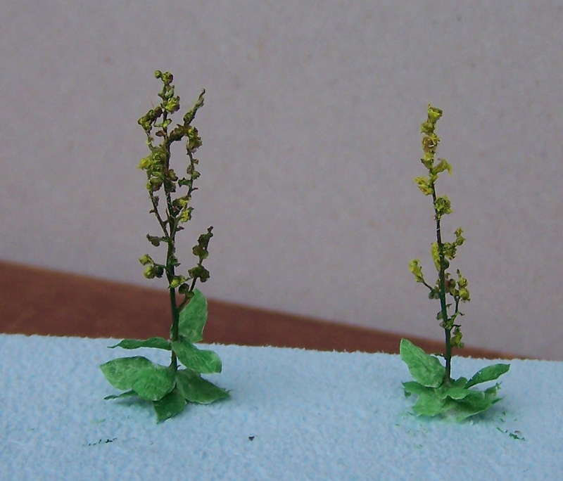 Verbascum 10.10.2013