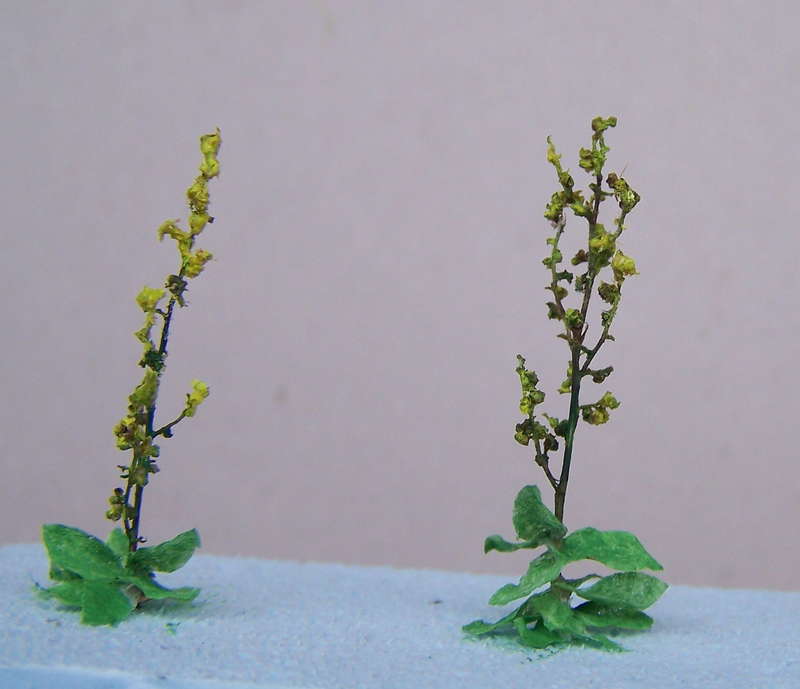 Verbascum 10.10.2013