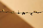 4346Bohnenbl_tter_28_05_2014_b.jpg