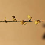 4346Bohnenbl_tter_28_05_2014_c.jpg
