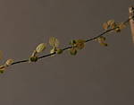 4346Bohnenbl_tter_28_05_2014_d.jpg