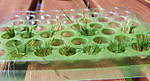 4346Brennessel_04_05_2013.jpg