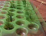 4346Brennessel_04_05_2013_a.jpg