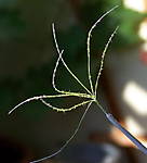 4346Mohnblume_06_08_13_b.jpg