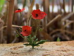 4346Mohnblume_08_08_13.jpg