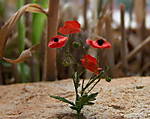 4346Mohnblume_08_08_13_b.jpg