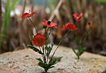 4346Mohnblume_08_08_13_c.jpg