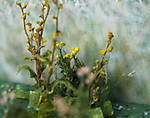4346Rainfarn_Verbascum_21_08_2016.jpg