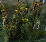4346Rainfarn_Verbascum_21_08_2016_b.jpg